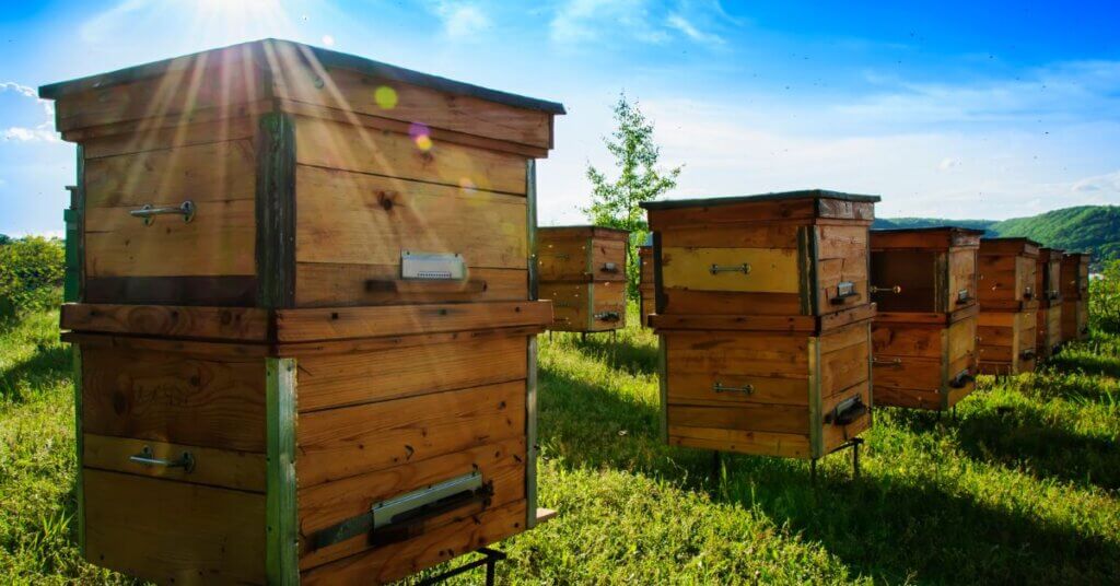 ubezpieczenie pasieki